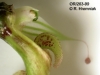 Bulbophyllum ornithorhynchum  (08)
